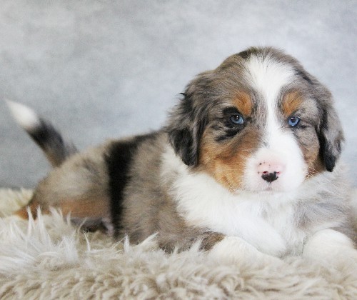 puppy, for, sale, Australian Shepherd, Amos  Smucker, dog, breeder, Kirkwood, PA, dog-breeder, puppy-for-sale, forsale, nearby, find, puppyfind, locator, puppylocator, aca