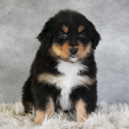 puppy, for, sale, Australian Shepherd, Amos  Smucker, dog, breeder, Kirkwood, PA, dog-breeder, puppy-for-sale, forsale, nearby, find, puppyfind, locator, puppylocator, aca