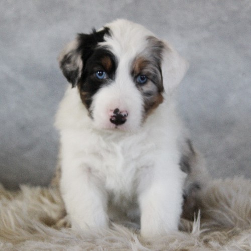 puppy, for, sale, Australian Shepherd, Amos  Smucker, dog, breeder, Kirkwood, PA, dog-breeder, puppy-for-sale, forsale, nearby, find, puppyfind, locator, puppylocator, aca