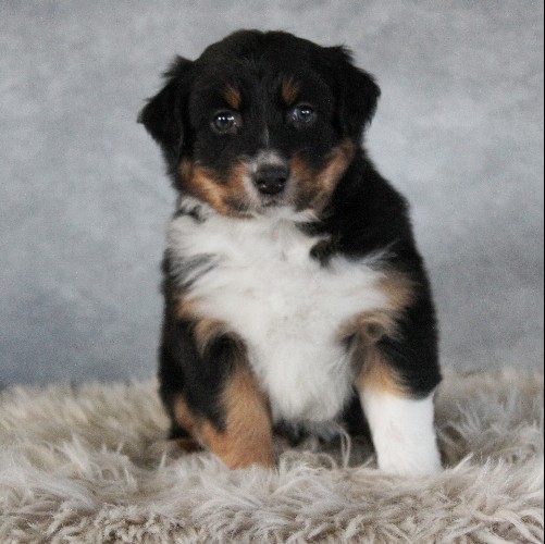 puppy, for, sale, Australian Shepherd, Amos  Smucker, dog, breeder, Kirkwood, PA, dog-breeder, puppy-for-sale, forsale, nearby, find, puppyfind, locator, puppylocator, aca