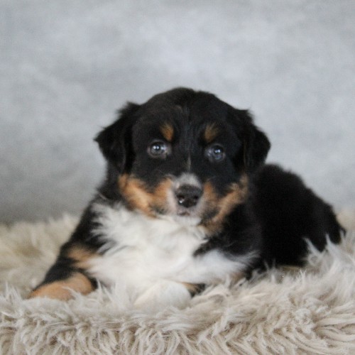 puppy, for, sale, Australian Shepherd, Amos  Smucker, dog, breeder, Kirkwood, PA, dog-breeder, puppy-for-sale, forsale, nearby, find, puppyfind, locator, puppylocator, aca