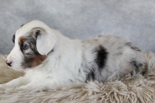 puppy, for, sale, Australian Shepherd, Amos  Smucker, dog, breeder, Kirkwood, PA, dog-breeder, puppy-for-sale, forsale, nearby, find, puppyfind, locator, puppylocator, aca