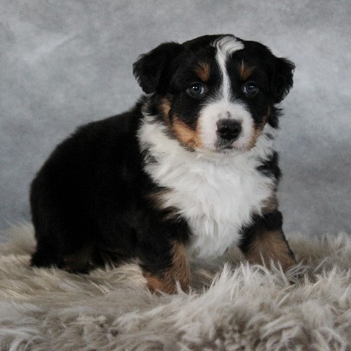 puppy, for, sale, Australian Shepherd, Amos  Smucker, dog, breeder, Kirkwood, PA, dog-breeder, puppy-for-sale, forsale, nearby, find, puppyfind, locator, puppylocator, aca
