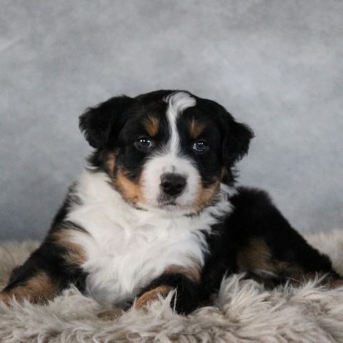 puppy, for, sale, Australian Shepherd, Amos  Smucker, dog, breeder, Kirkwood, PA, dog-breeder, puppy-for-sale, forsale, nearby, find, puppyfind, locator, puppylocator, aca