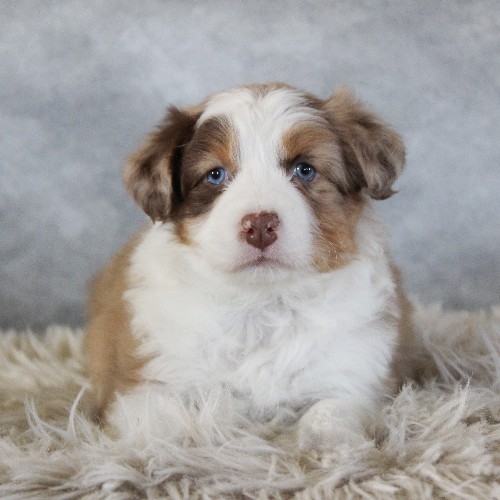 puppy, for, sale, Australian Shepherd, Amos  Smucker, dog, breeder, Kirkwood, PA, dog-breeder, puppy-for-sale, forsale, nearby, find, puppyfind, locator, puppylocator, aca