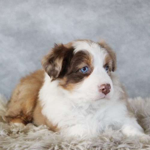 puppy, for, sale, Australian Shepherd, Amos  Smucker, dog, breeder, Kirkwood, PA, dog-breeder, puppy-for-sale, forsale, nearby, find, puppyfind, locator, puppylocator, aca