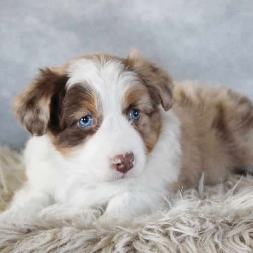 puppy, for, sale, Australian Shepherd, Amos  Smucker, dog, breeder, Kirkwood, PA, dog-breeder, puppy-for-sale, forsale, nearby, find, puppyfind, locator, puppylocator, aca