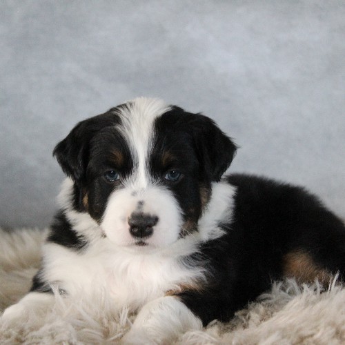puppy, for, sale, Australian Shepherd, Amos  Smucker, dog, breeder, Kirkwood, PA, dog-breeder, puppy-for-sale, forsale, nearby, find, puppyfind, locator, puppylocator, aca