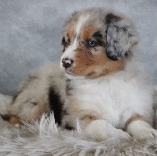 puppy, for, sale, Australian Shepherd, Amos  Smucker, dog, breeder, Kirkwood, PA, dog-breeder, puppy-for-sale, forsale, nearby, find, puppyfind, locator, puppylocator, aca