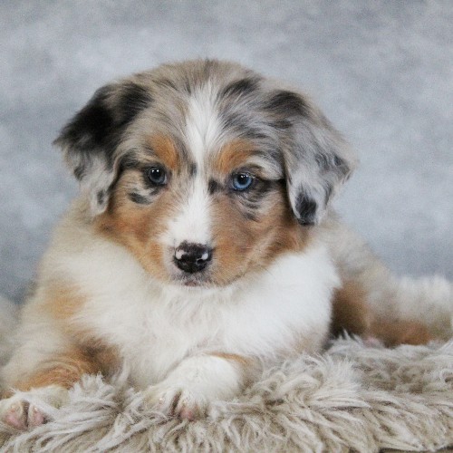 puppy, for, sale, Australian Shepherd, Amos  Smucker, dog, breeder, Kirkwood, PA, dog-breeder, puppy-for-sale, forsale, nearby, find, puppyfind, locator, puppylocator, aca