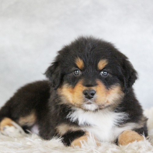 puppy, for, sale, Australian Shepherd, Amos  Smucker, dog, breeder, Kirkwood, PA, dog-breeder, puppy-for-sale, forsale, nearby, find, puppyfind, locator, puppylocator, aca