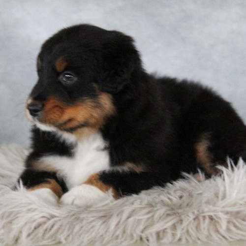 puppy, for, sale, Australian Shepherd, Amos  Smucker, dog, breeder, Kirkwood, PA, dog-breeder, puppy-for-sale, forsale, nearby, find, puppyfind, locator, puppylocator, aca