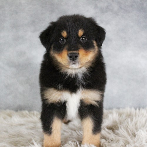 puppy, for, sale, Australian Shepherd, Amos  Smucker, dog, breeder, Kirkwood, PA, dog-breeder, puppy-for-sale, forsale, nearby, find, puppyfind, locator, puppylocator, aca