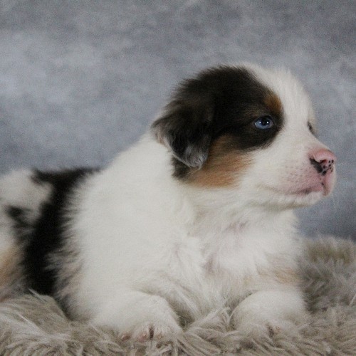puppy, for, sale, Australian Shepherd, Amos  Smucker, dog, breeder, Kirkwood, PA, dog-breeder, puppy-for-sale, forsale, nearby, find, puppyfind, locator, puppylocator, aca