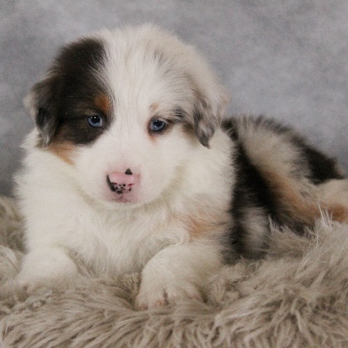 puppy, for, sale, Australian Shepherd, Amos  Smucker, dog, breeder, Kirkwood, PA, dog-breeder, puppy-for-sale, forsale, nearby, find, puppyfind, locator, puppylocator, aca