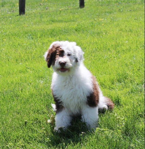 puppy, for, sale, Miniature Aussiedoodle, Amos  Smucker, dog, breeder, Kirkwood, PA, dog-breeder, puppy-for-sale, forsale, nearby, find, puppyfind, locator, puppylocator, aca