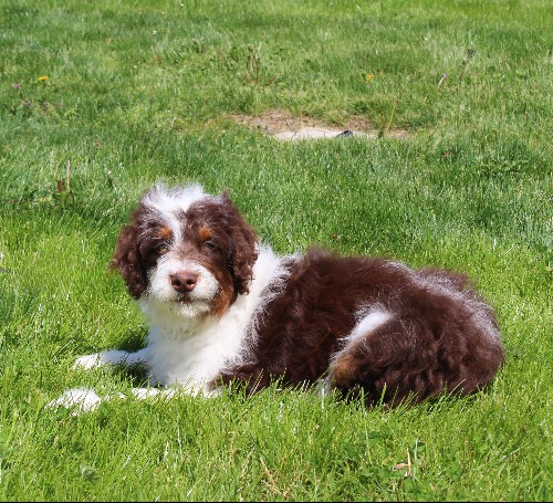 puppy, for, sale, Miniature Aussiedoodle, Amos  Smucker, dog, breeder, Kirkwood, PA, dog-breeder, puppy-for-sale, forsale, nearby, find, puppyfind, locator, puppylocator, aca