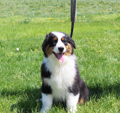 puppy, for, sale, Australian Shepherd, Amos  Smucker, dog, breeder, Kirkwood, PA, dog-breeder, puppy-for-sale, forsale, nearby, find, puppyfind, locator, puppylocator, aca